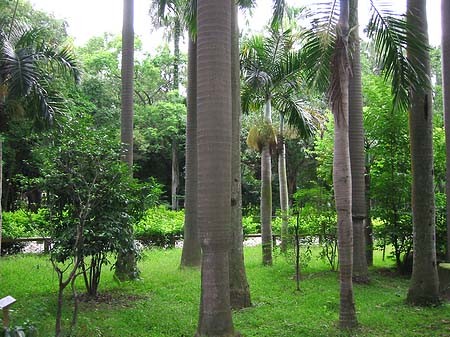 Botanischer Garten - Taiwan (Taipeh)